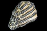 Partial, Southern Mammoth Molar - Hungary #87541-1